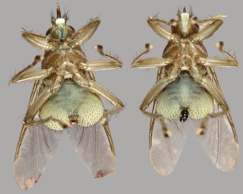 Ornithomya biloba